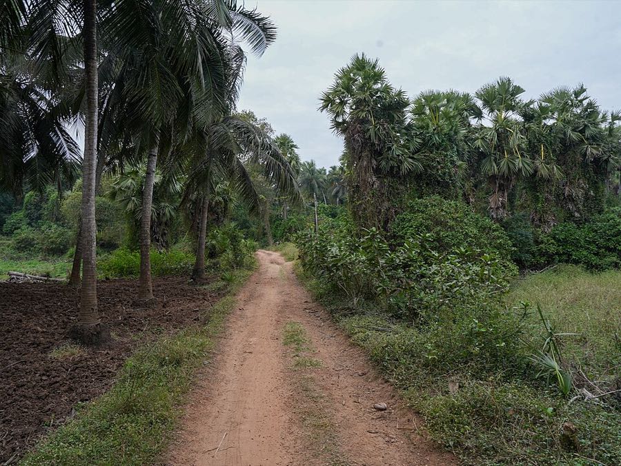 A rural pathway lined with palm trees in an Andhra Pradesh village